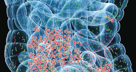 Nutrición ortomolecular en la candidiasis crónica