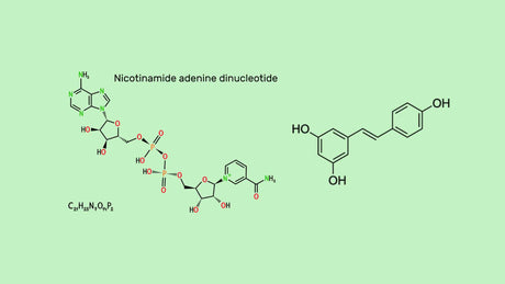¿Qué es el envejecimiento?