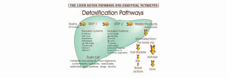 Biotransformación hepática