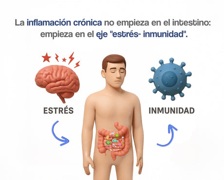 La inflamación crónica no empieza en el intestino: empieza en el eje “estrés–inmunidad”.