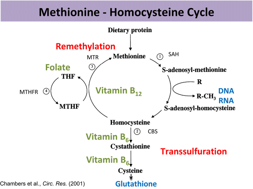 glutathione methionine cycle Homocysteine is good, necessary and